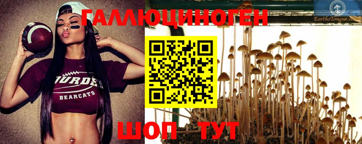 Псилоцибиновые грибы Psilocybe Егорьевск